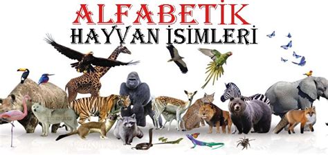 Türkiye deki hayvan isimleri